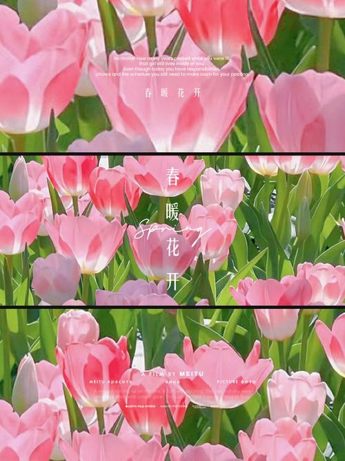 一夏之花最新：沉浸在绚烂美丽的游戏世界
