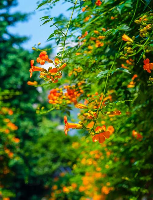 探索一夏之花安卓：绚烂多彩的互动世界