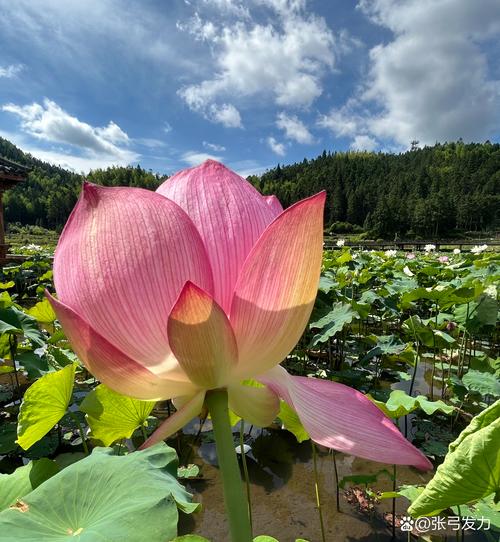 活色生香更新日志:探索新篇章的奇妙旅程