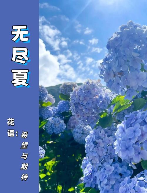 探索一夏之花：如何高效下载与安装指南