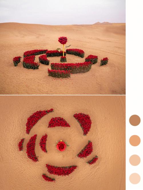 玫瑰行动：绽放在虚拟世界的战斗与冒险