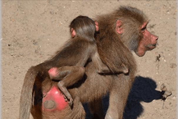 配种露出之被夺走衣服的世界游戏官网完整操作指南